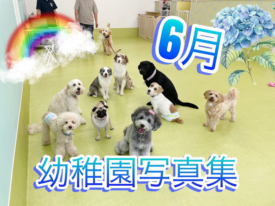 ZUTTO DOG写真集 -6月- - 犬のしつけ・犬の幼稚園ズットドッグ|桶川