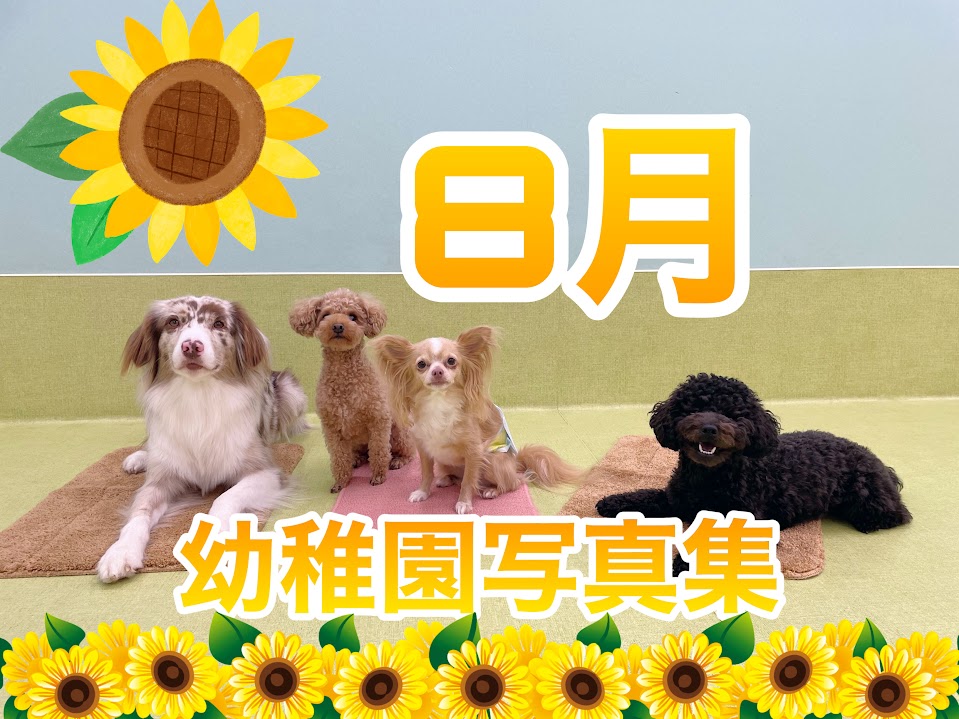 ZUTTO DOG写真集 -8月- - 犬のしつけ・犬の幼稚園ズットドッグ|桶川