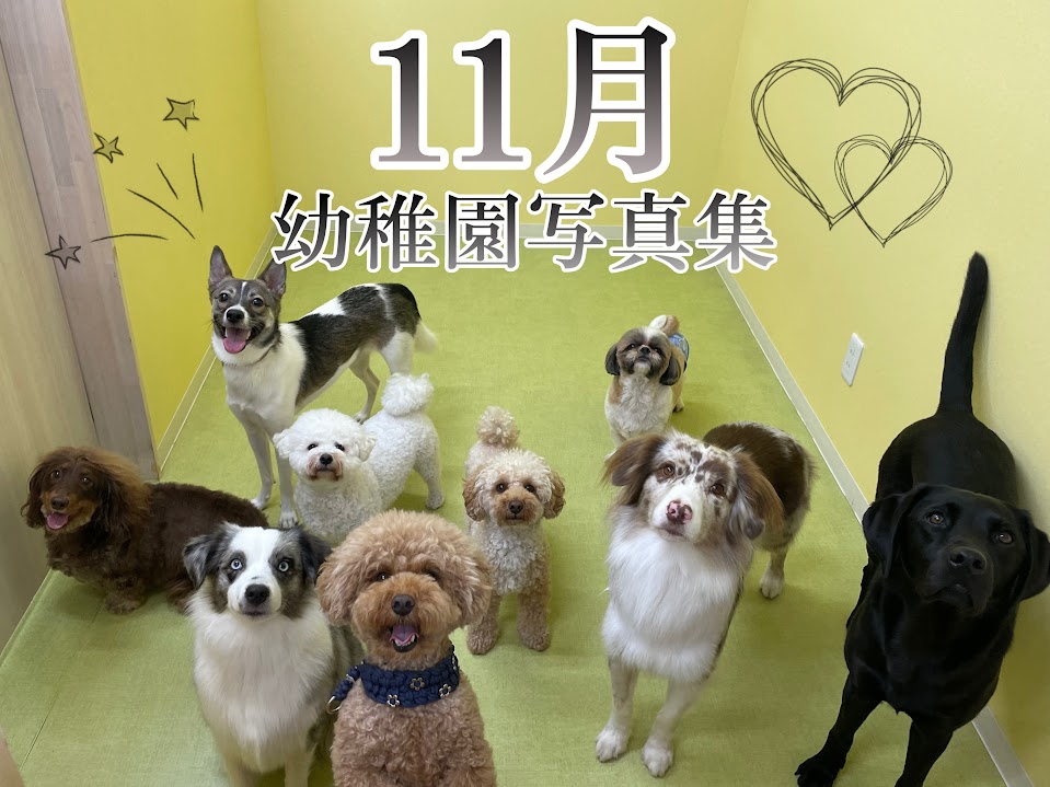 ZUTTO DOG写真集 -11月- - 犬のしつけ・犬の幼稚園ズットドッグ|桶川