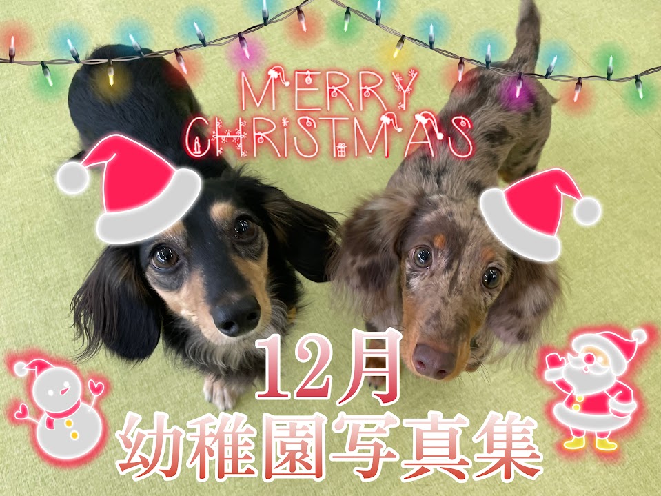 12月, 2024 - 犬のしつけ・犬の幼稚園ズットドッグ|桶川・上尾・伊奈