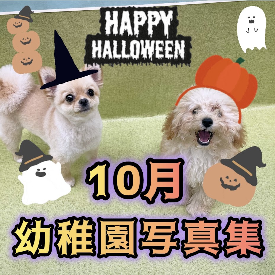 ZUTTO DOG写真集 -10月- - 犬のしつけ・犬の幼稚園ズットドッグ|桶川