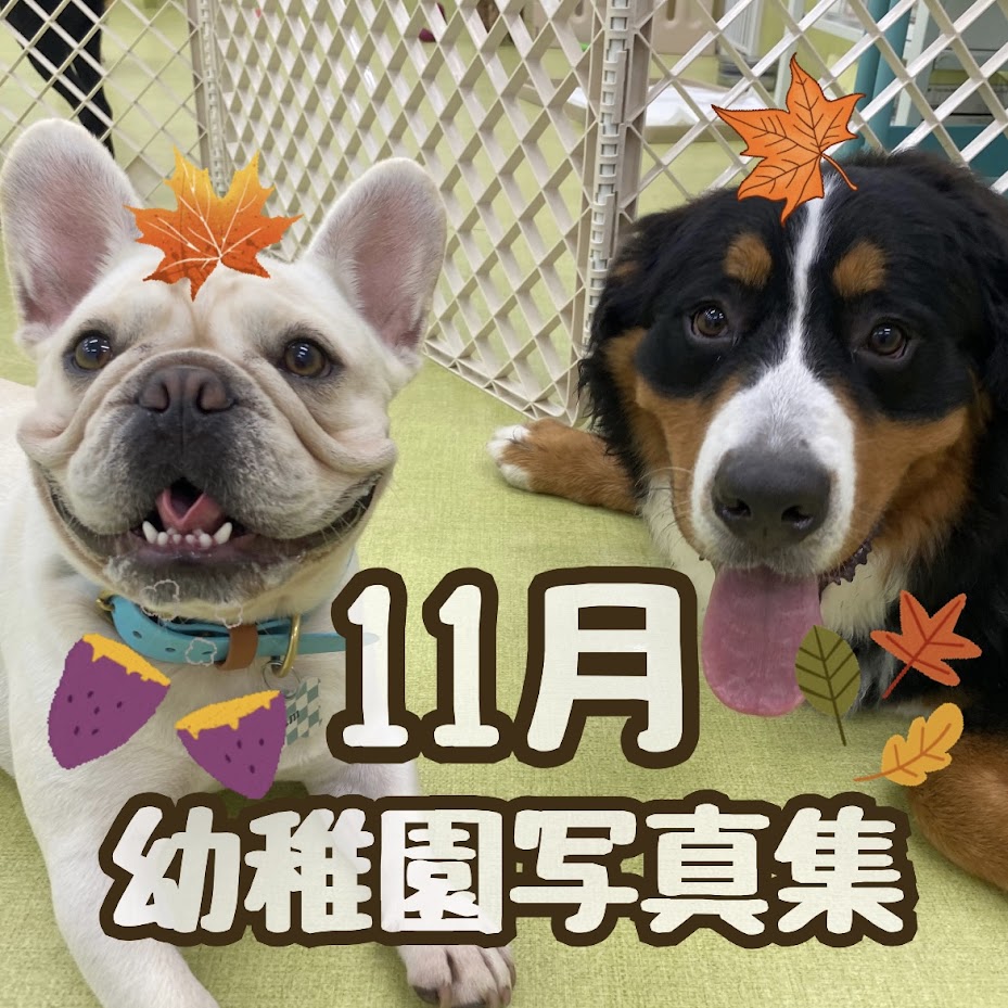 ZUTTO DOG写真集 -11月- - 犬のしつけ・犬の幼稚園ズットドッグ|桶川